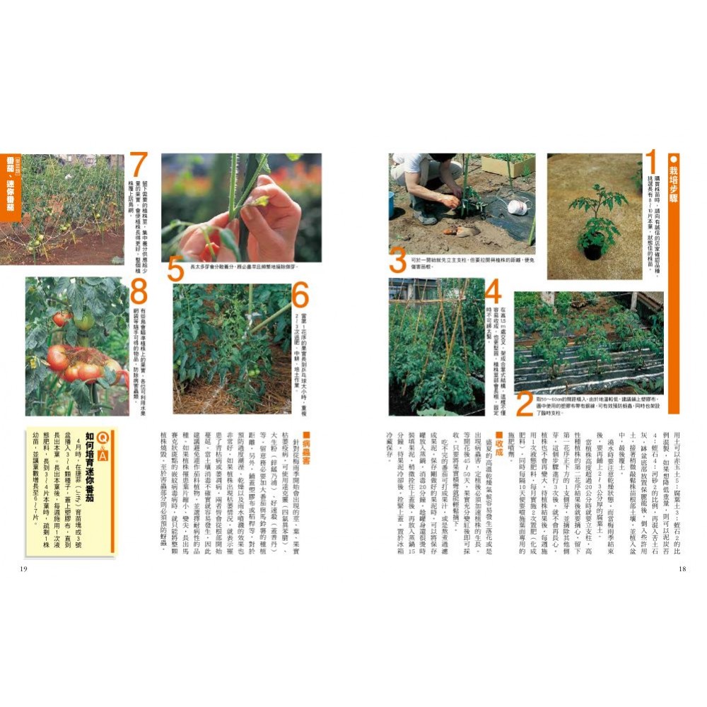 新手種菜100招 自己種出70種家常菜